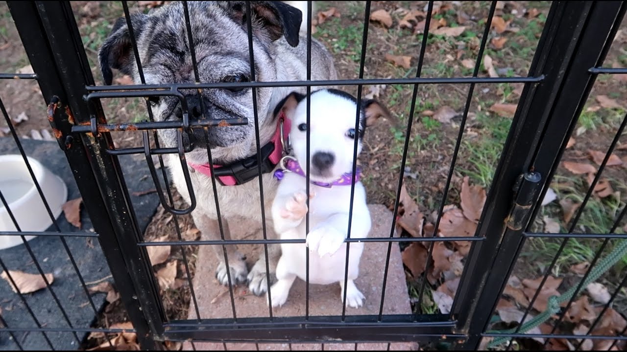 LITTLE JACK RUSSELL PUPPY 🐶 Baby Korra 7 Weeks  👈
