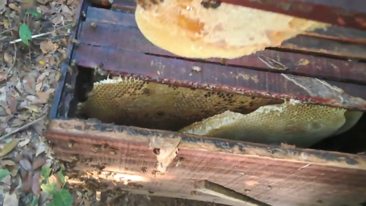 HARVESTING RAW HONEY STRAIGHT FROM THE HIVE