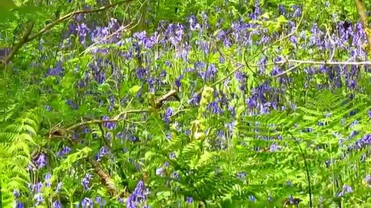 Tehidy Woods,Sunny day