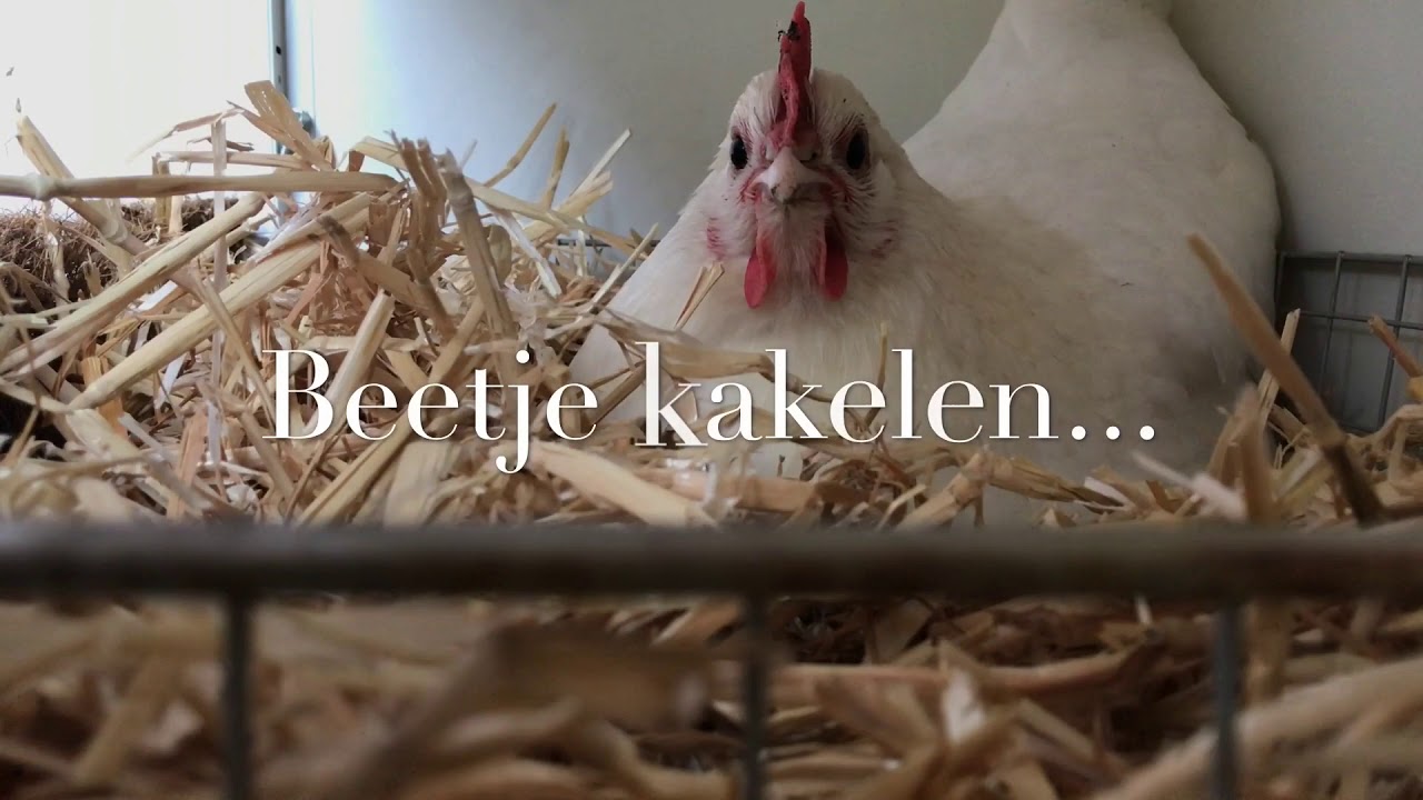 Hoe legt een kip een ei?