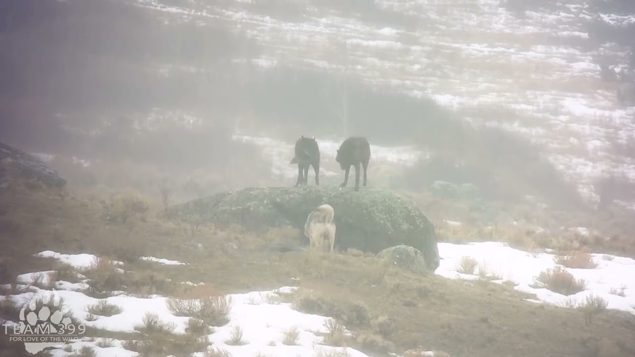 Wildlife Video: More Junction Butte Wolves on Wolf Rock