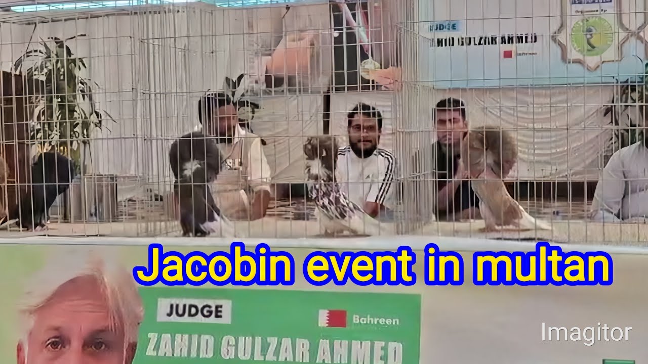 Jacobin event in multan | high quality Jacobin pigeon|Ch Junaid pegions| fancy kabutar| fancy pigeon