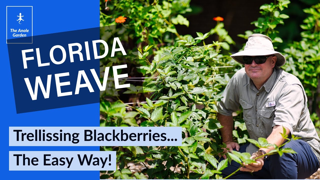 How to Trellis Blackberries With a Florida Weave
