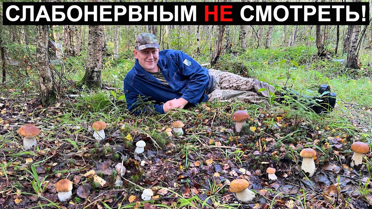 ТАК 👇 вы ещё НИКОГДА НЕ СОБИРАЛИ ГРИБЫ! Белые грибы ПОВСЮДУ! Вы будете ШОКИРОВАНЫ от ПРОСМОТРА!