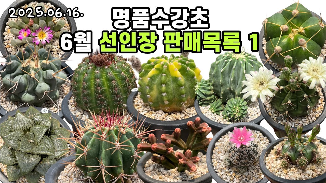 명품수강초 6월 선인장 판매목록🌵청왕환,세계도금,담시,여사환,짐노,용왕환