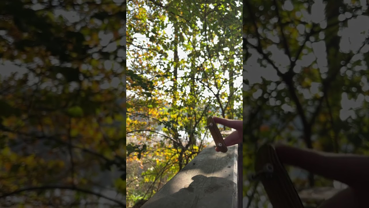 forest sesh