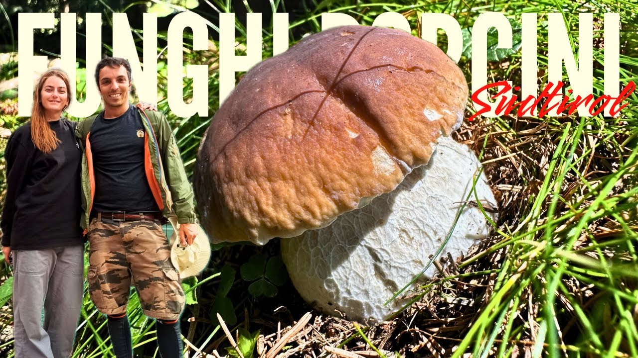 FUNGHI PORCINI - Boletus edulis dell’Alto Adige, A FINE VIDEO DICO LA ZONA!! Pt. 2