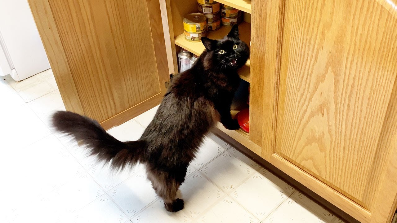 【しゃべる猫】キャットフードの買い置きが少ないことに気づいた猫の反応がかわいすぎた【しおちゃん】