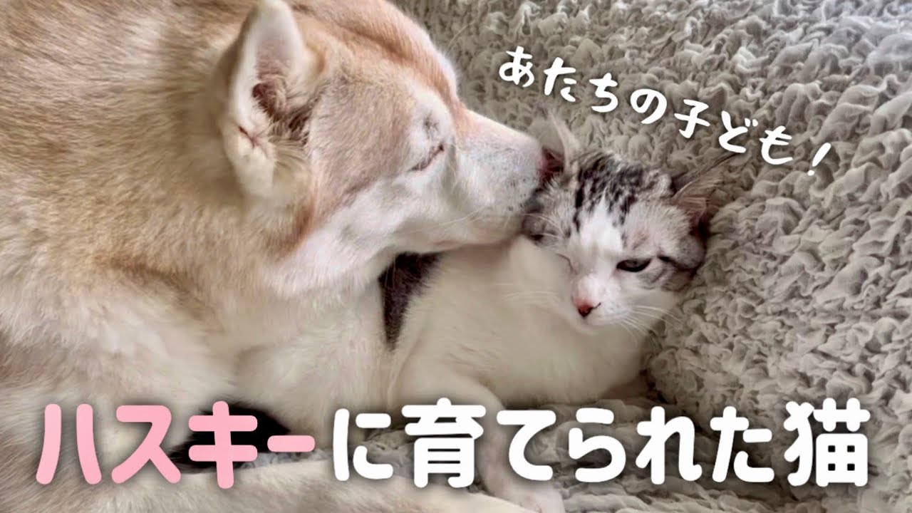【猫のママはハスキー犬】毎日ハスキー姉妹に可愛がられてる猫