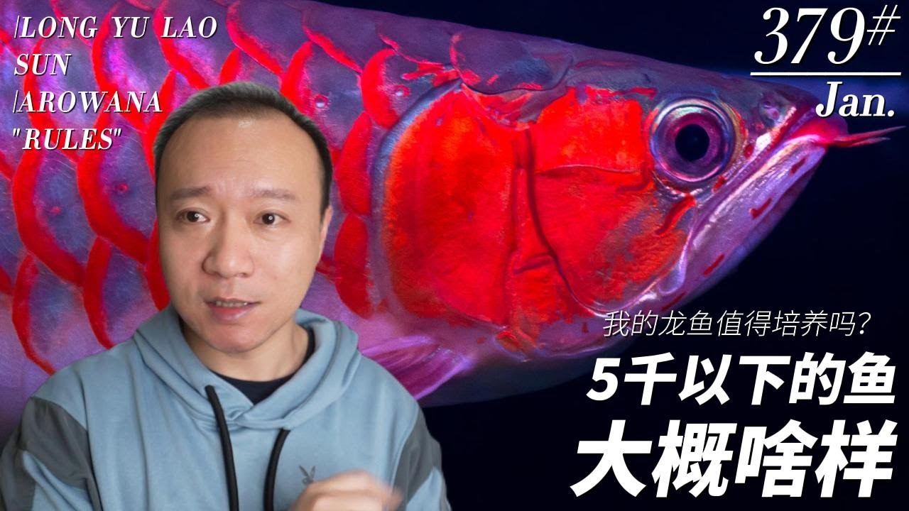 #379 我的龙鱼值得培养吗？（第二集）5千以下的红龙鱼大概啥样？