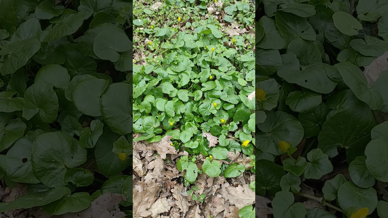 Ziarnopłon wiosenny (Ficaria verna) - o genetyce w dużym uproszczeniu.