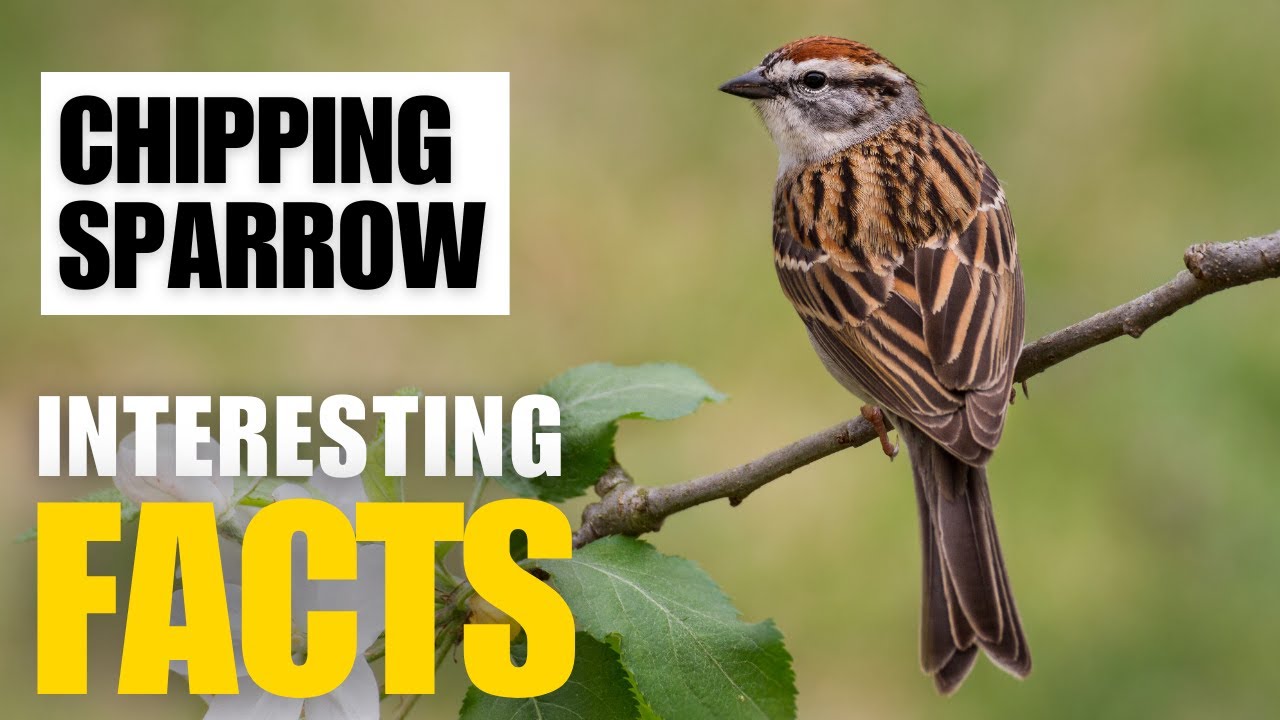 Amazing facts of Chipping Sparrow | Interesting Facts | The Beast World