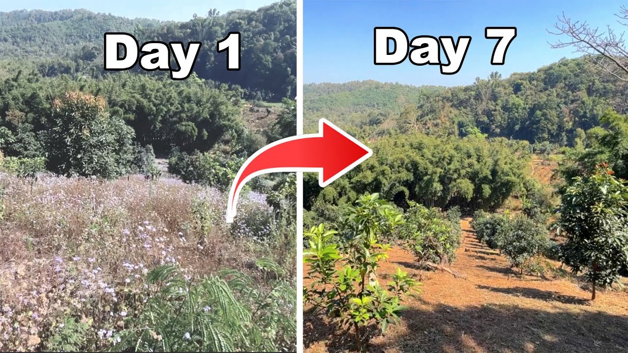 7 Days in Just 18 Minutes - Cleaning  Avocado farm Timelapse COMPILATION