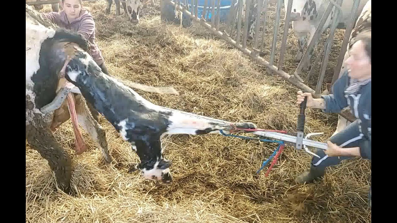 Les jeunes des foyers ruraux de Pavant/Lucy-le-Bocage à la découverte de la ferme de Lucy-le-Bocage