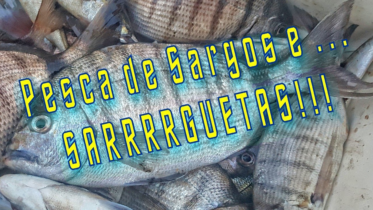 Os 1ºs Sargos Legítimos do Ano