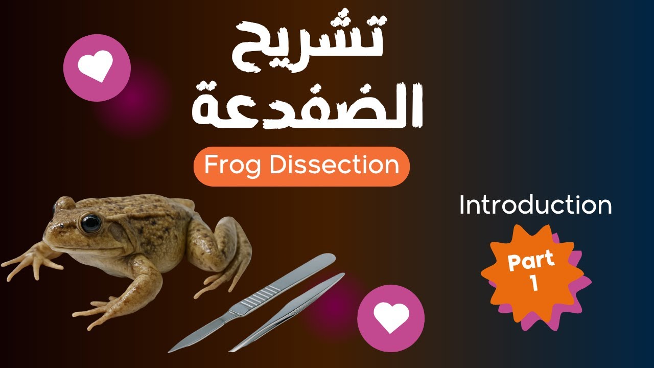 مقدمة تشريح الضفدعة 🐸 | Introduction to Frog Dissection – الجزء الأول لطلبة علوم، تربية، وأسنان