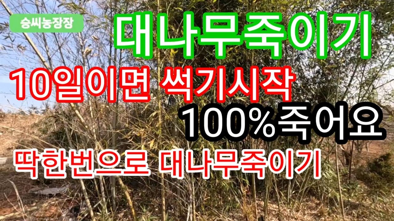 대나무죽이기 뿌리까지 죽여줘요 #근사미#요소#물 50대50 혼합 이상무