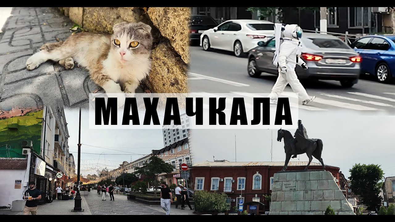 Прогулка по Махачкале | Бродячий космонавт | Котики отдыхают