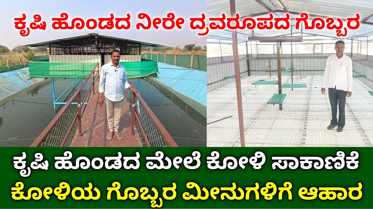 ಕೃಷಿ ಹೊಂಡ ಮೇಲೆ ಕೋಳಿ ಸಾಕಾಣಿಕೆ  | integrated fish and poultry farming kannada | double firmers income