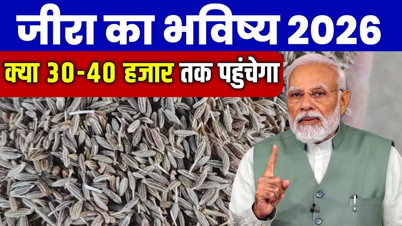 Will cumin be worth 40,000? Cumin's future 2026 | Know the truth | Jeera Price Today Rajasthan