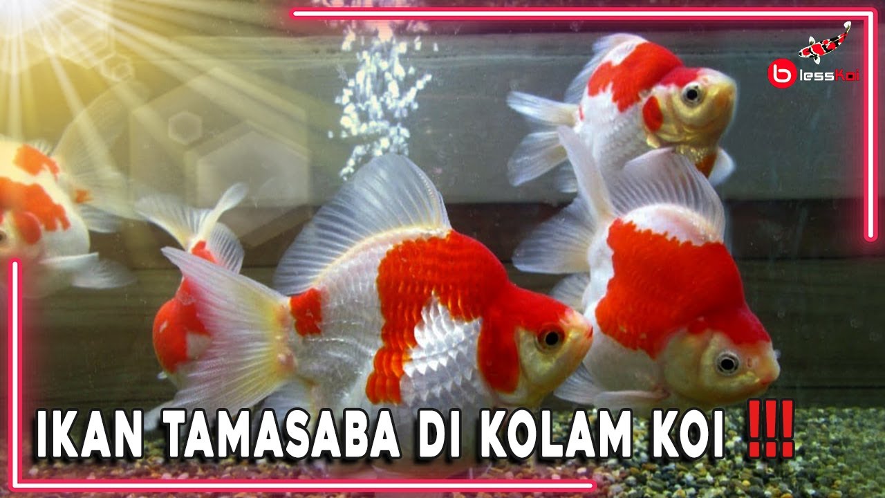 IKAN TAMASABA DI KOLAM KOI ❗️❗️❗