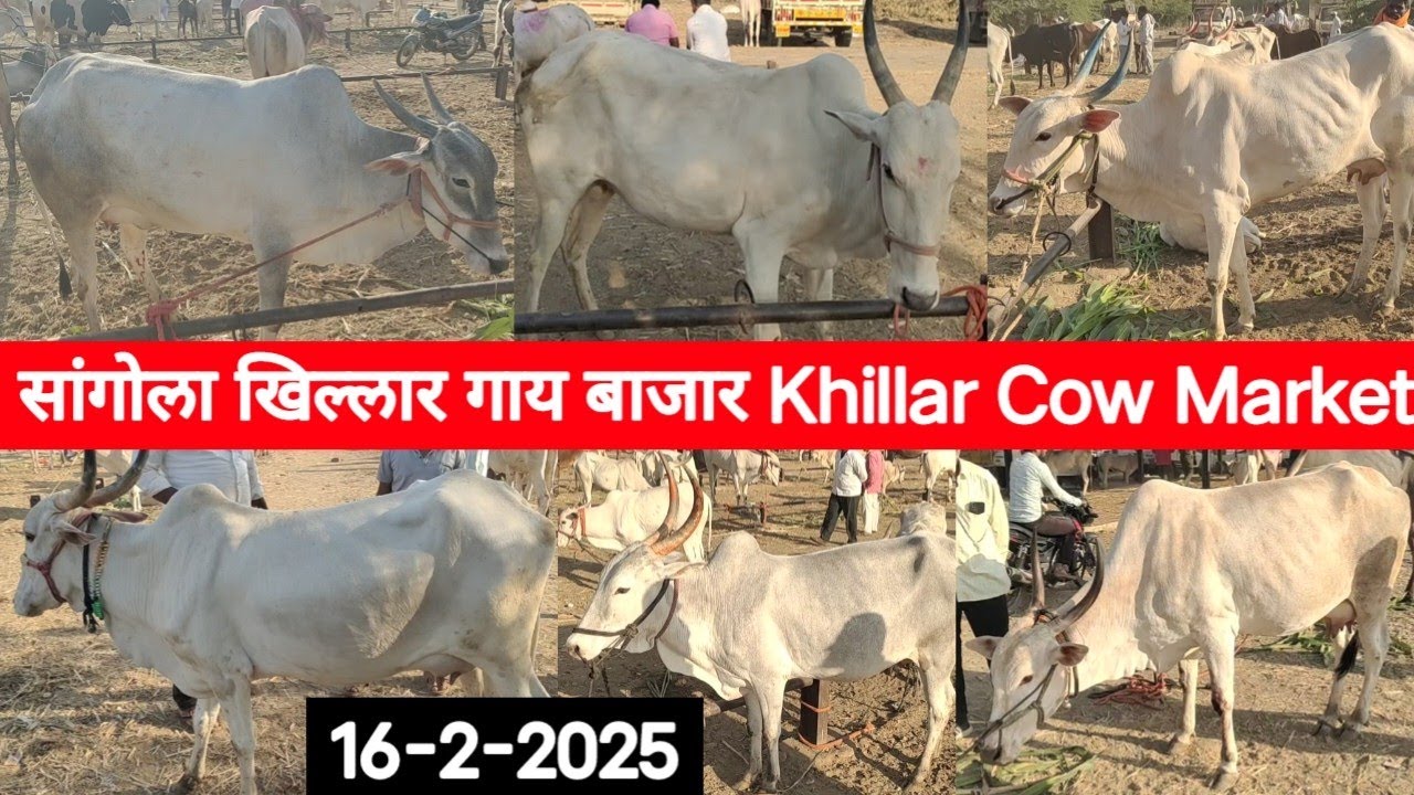सांगोला खिल्लार गाय बाजार / Sangola Khillar Cow Market / चालू बाजारभाव 16 फेब्रुवारी 2025