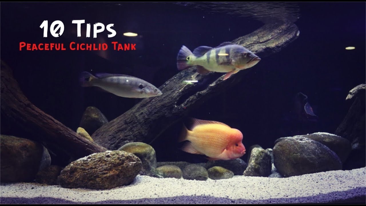 10 Tips For A Peaceful Cichlid Tank!!!