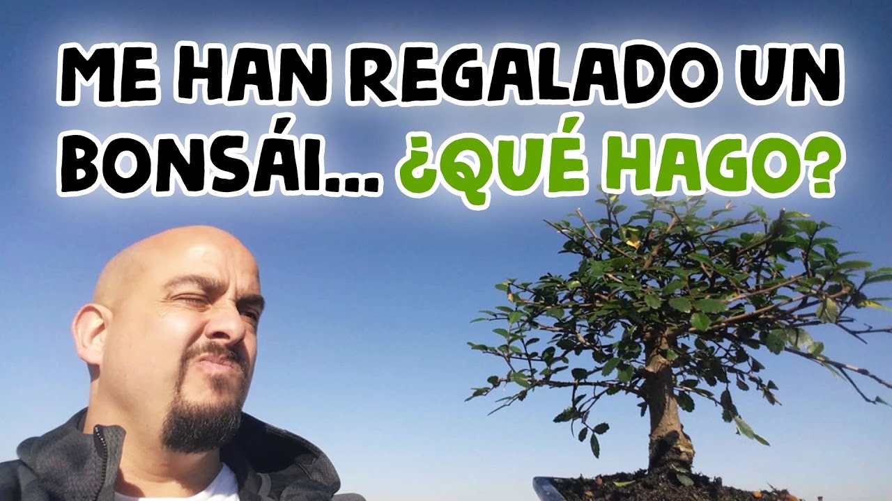 Me han regalado un Bonsai - Qu&eacute; hago?