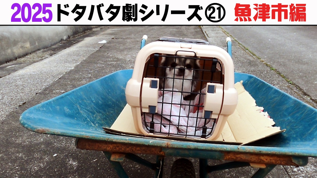 2025狂犬病予防注射会場のドタバタ劇㉑ 魚津市編