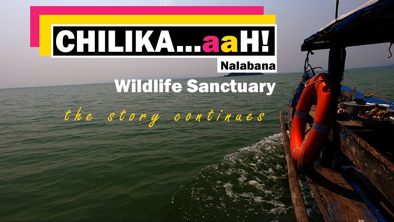 Chilika Wildlife | NALABANA Sanctuary