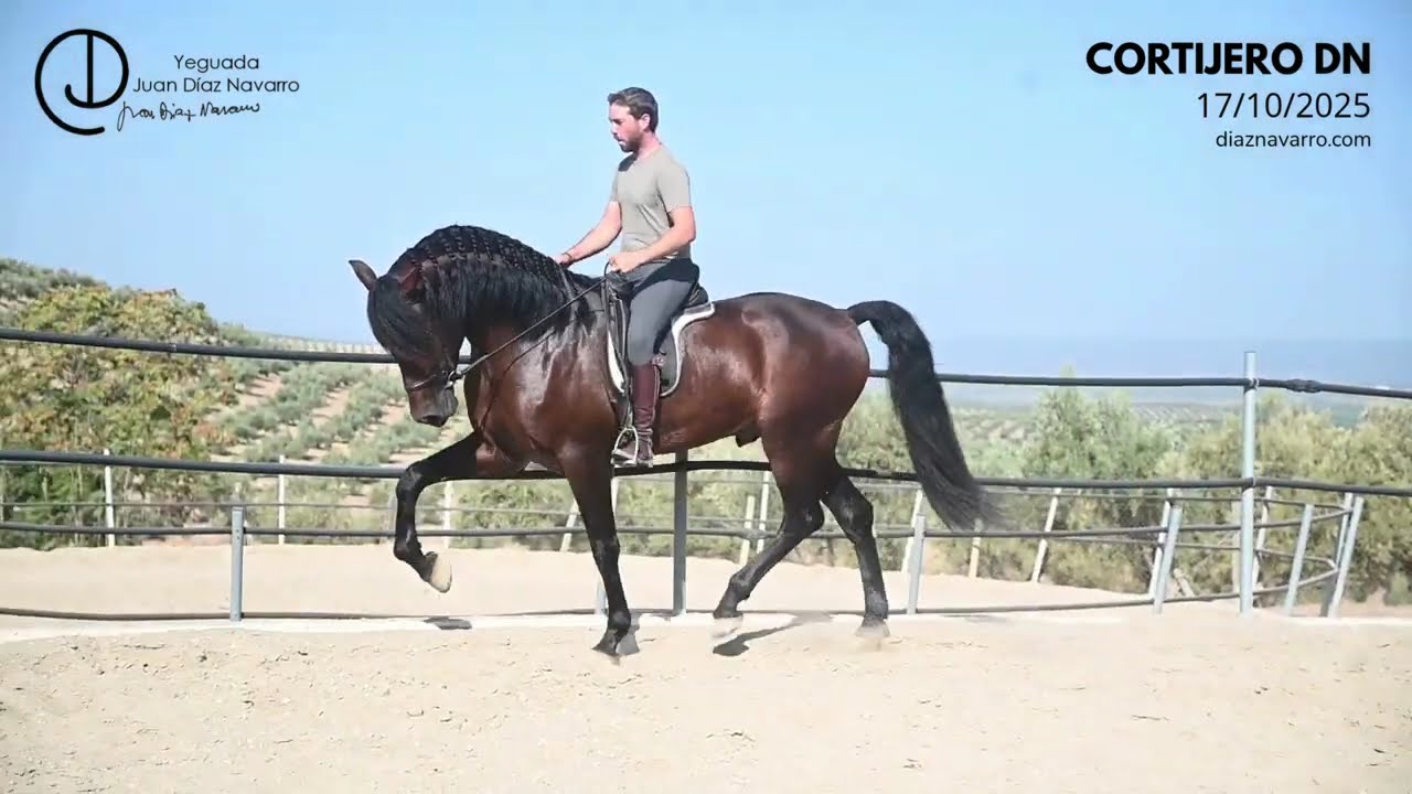 Cortijero DN montado / ridden (17/10/2025) - Yeguada Juan Díaz Navarro