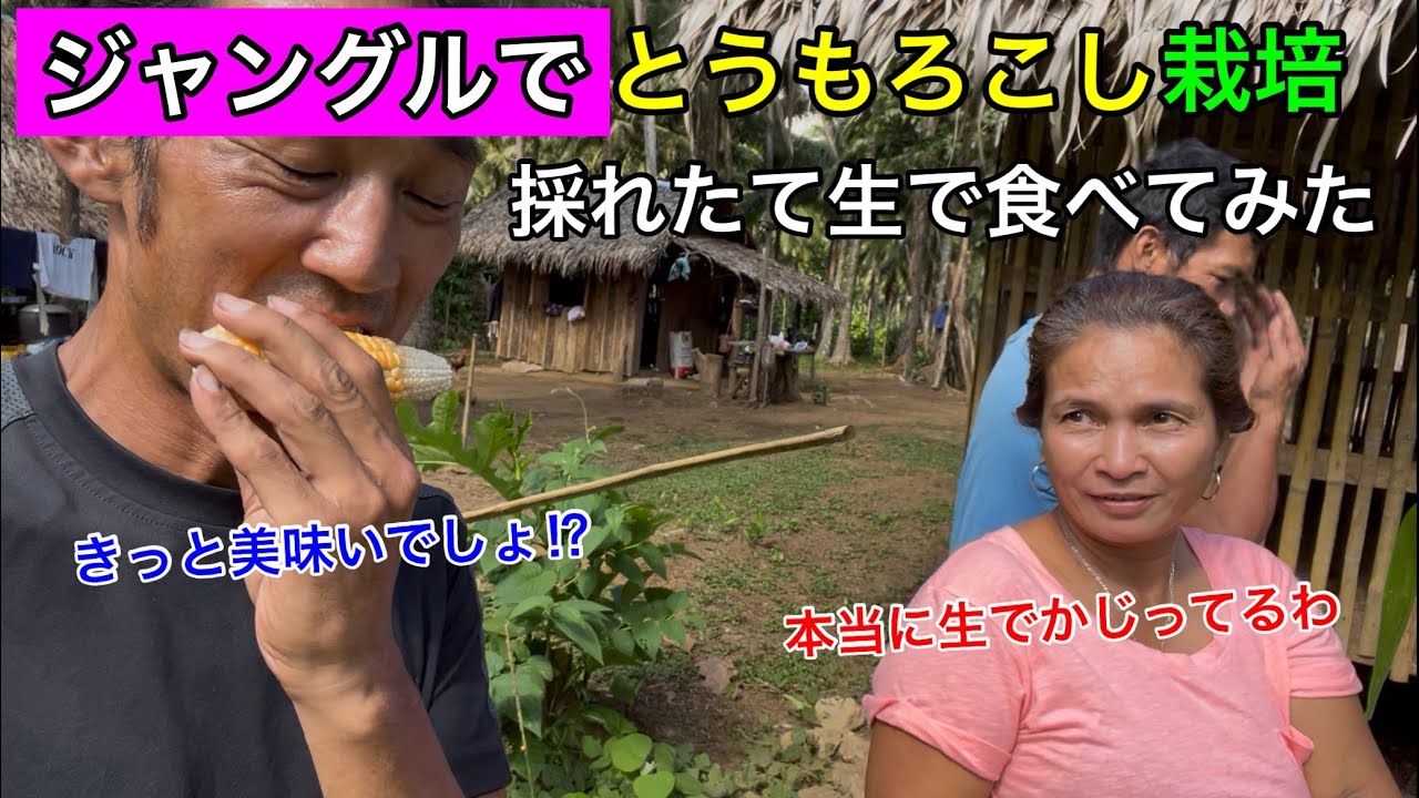 とうもろこしの種付けと収穫