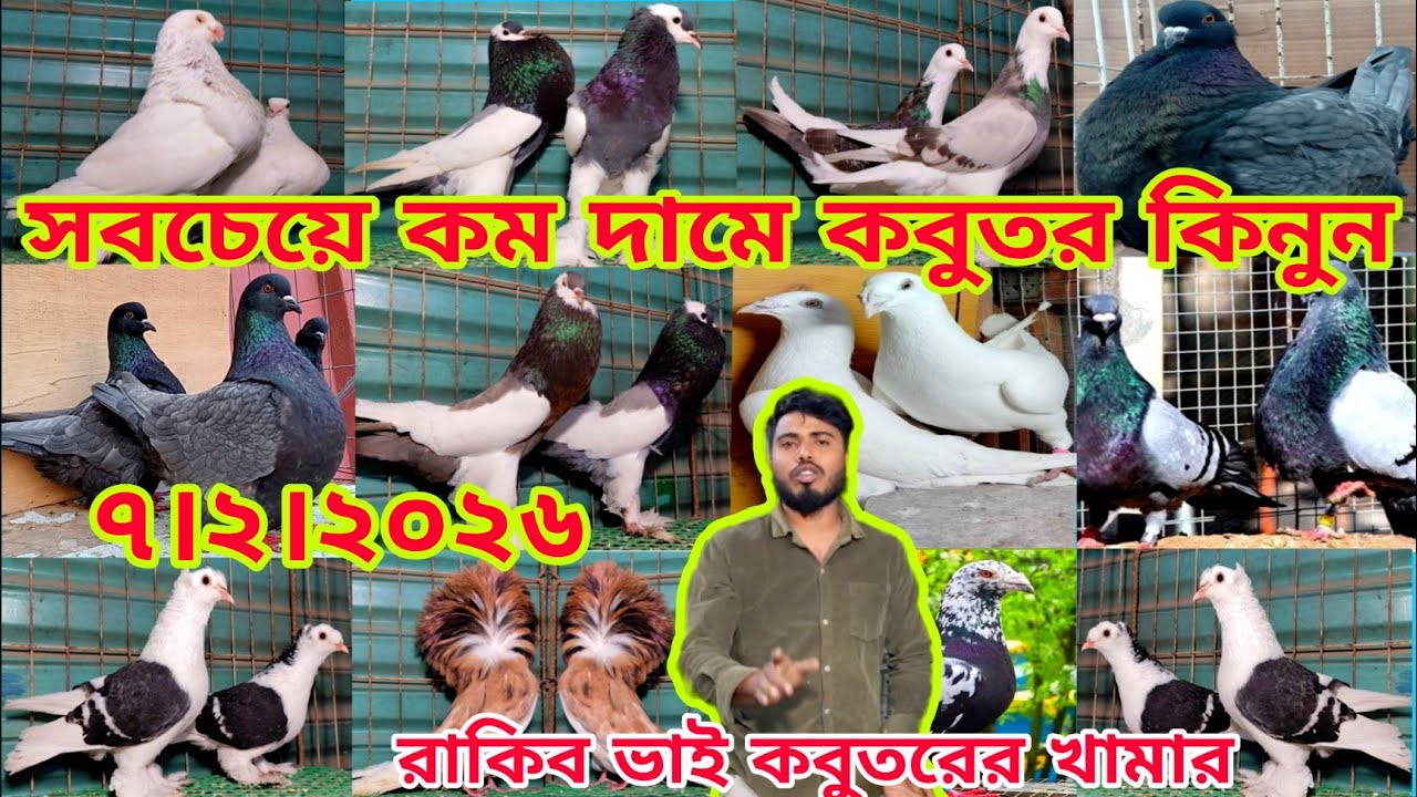 পটার কবুতরের দাম জানুন।। স্প্যানিশ কবুতরের দাম জানুন।। ঘররা কবুতরের দাম জানুন