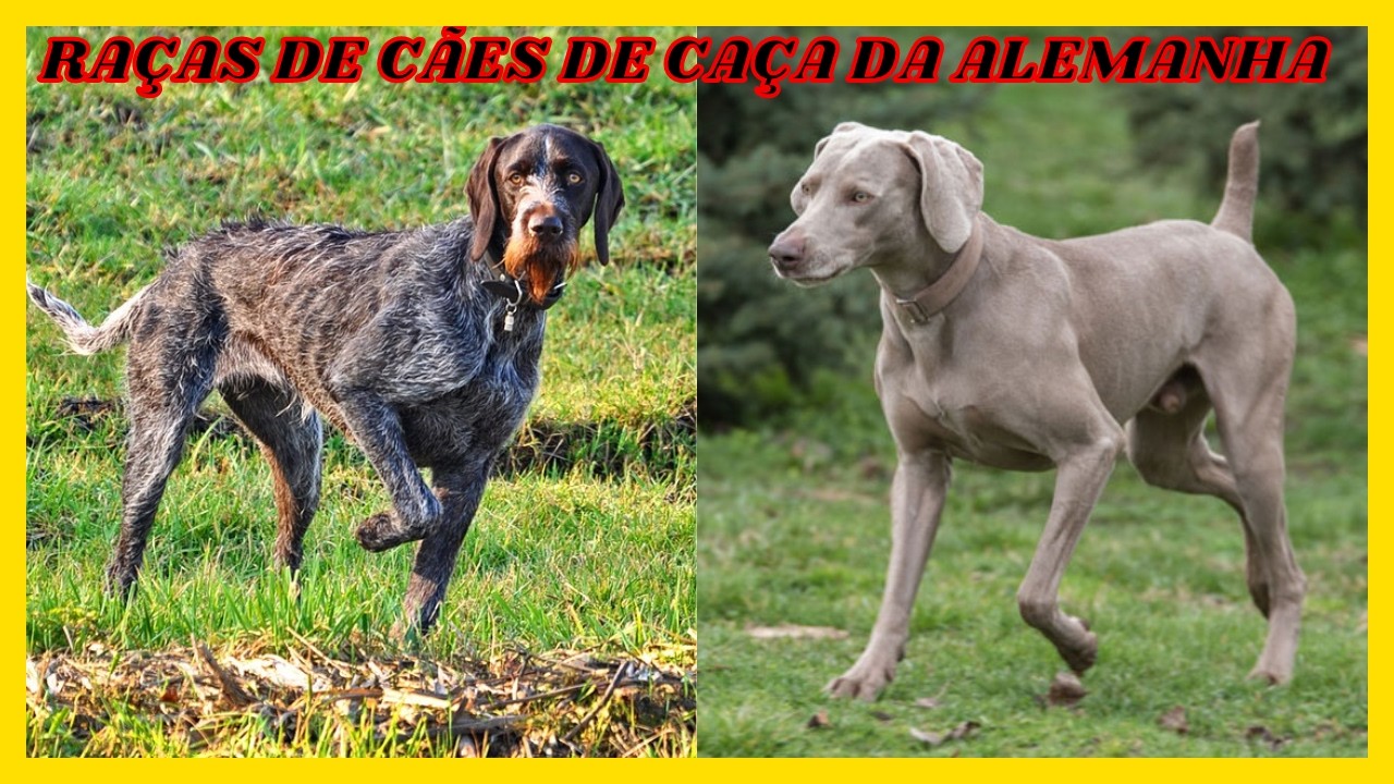 Caçadores Natos: 5 Raças de Cães de Caça Alemães Impressionantes! 