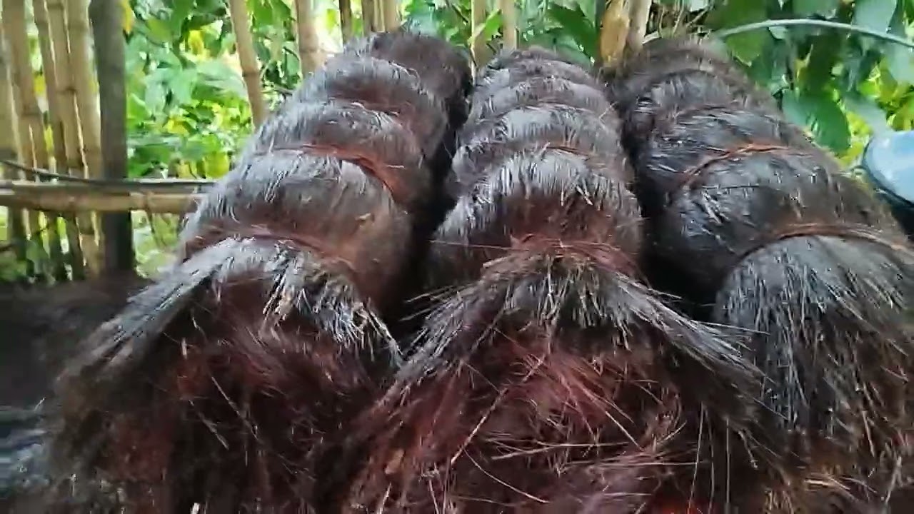 A matéria prima da vassoura de piasaba