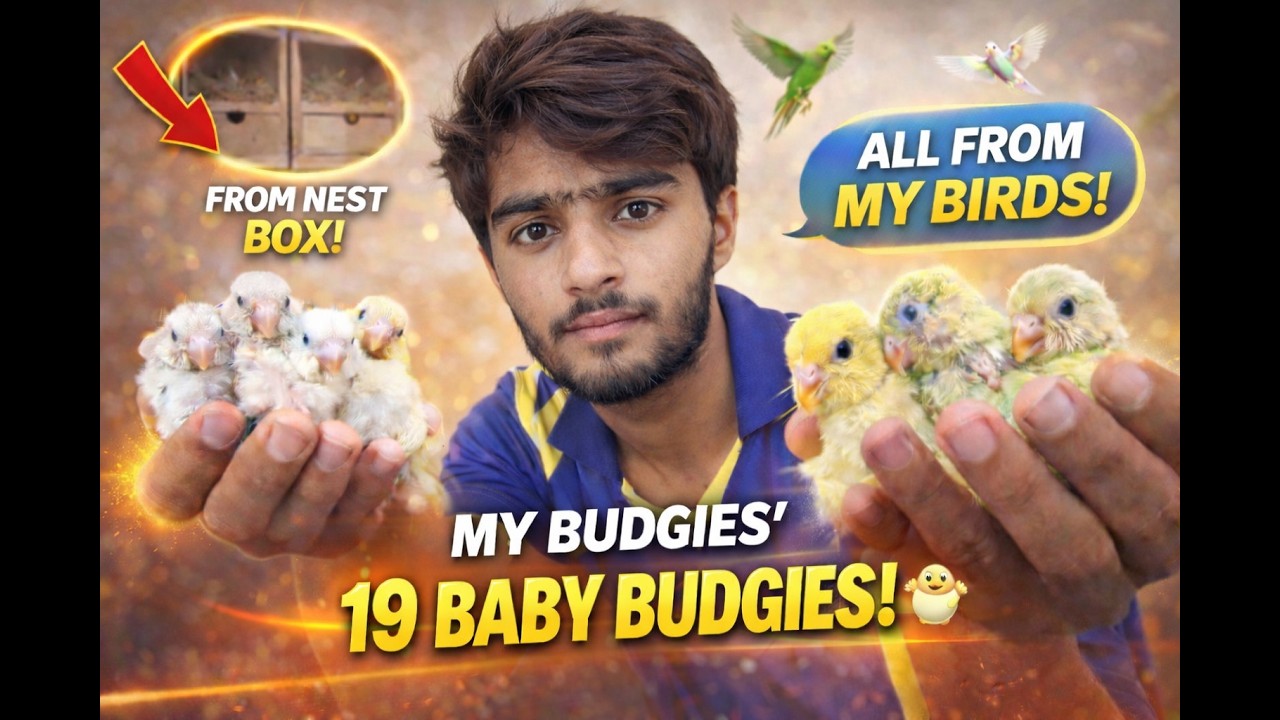 Is Bar Mere Birds Ne 19 Baby Budgies Diye! 😍