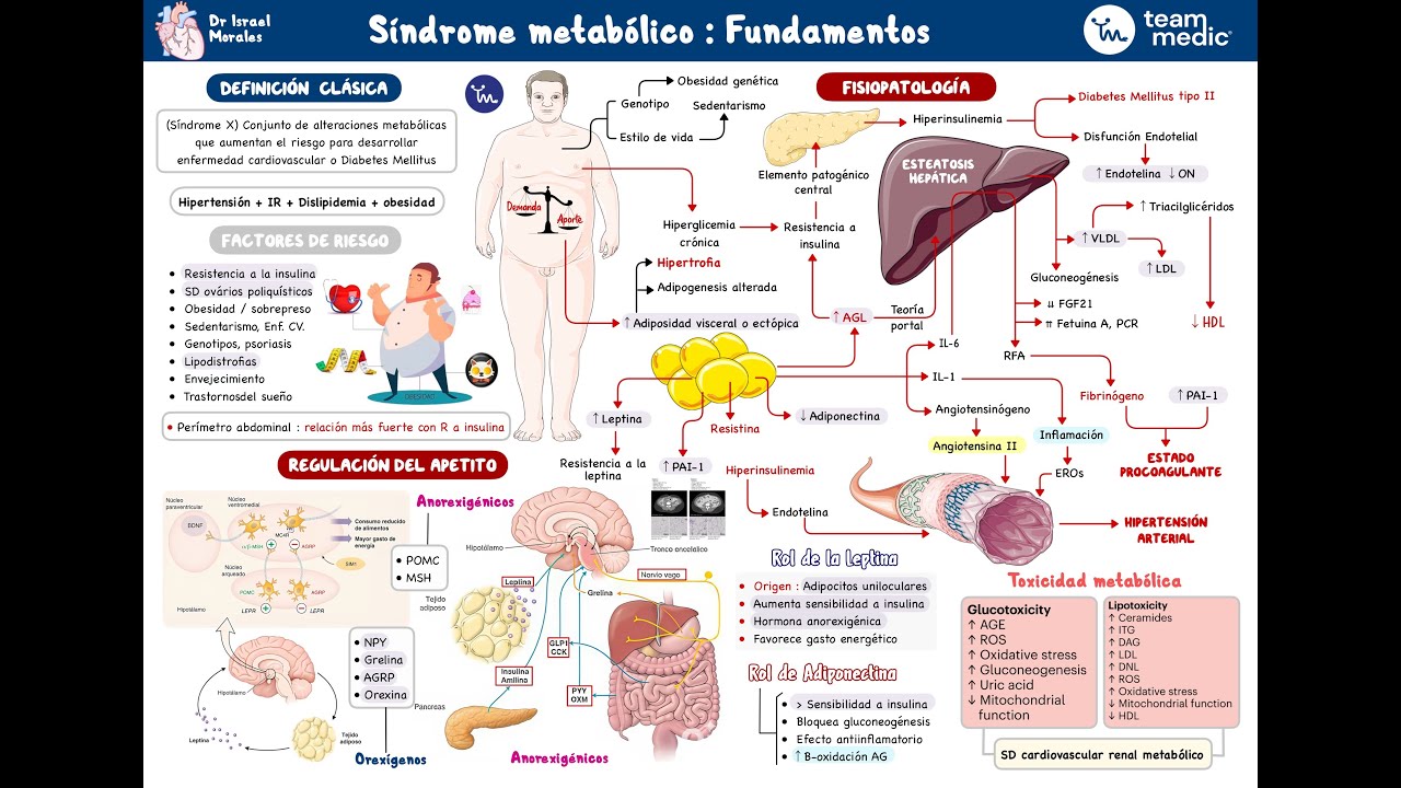 Síndrome metabólico 2025  | Fisiopatología