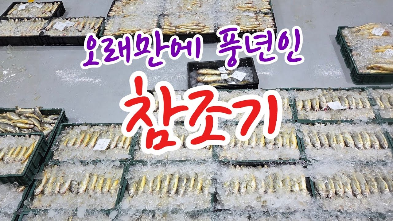 2026년 3월 16일 목포 수협 선어 위판장 ☎️010 9661 3586 #갈치 #민어 #딱돔 #조기 #병어 #갑오징어 #홍어 #우럭 #농어 #방어 #성대 #쥐치 #아귀 #참돔