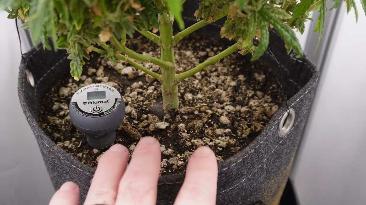 Сбор урожая в Vivosun VGrow | Полные результаты выращивания каннабиса