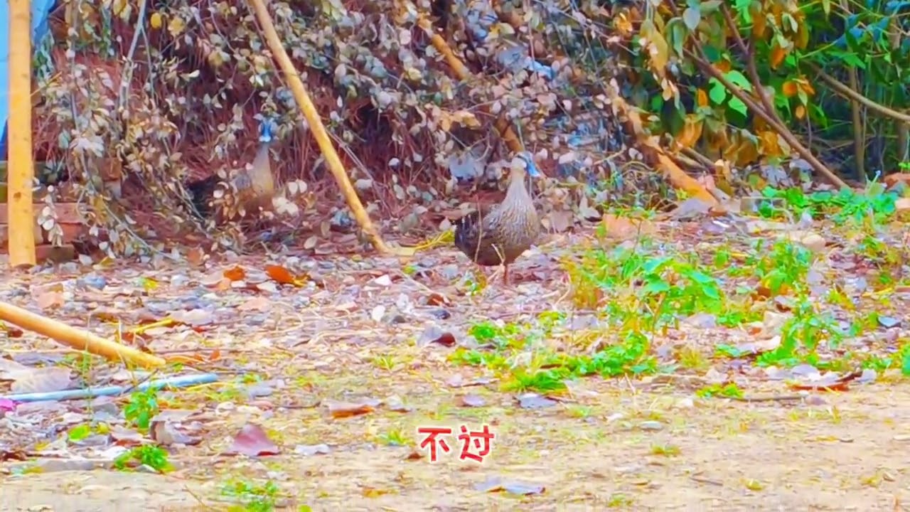 1对野鸭跑到大爷门前，要在草垛子里下蛋，过程太有趣了