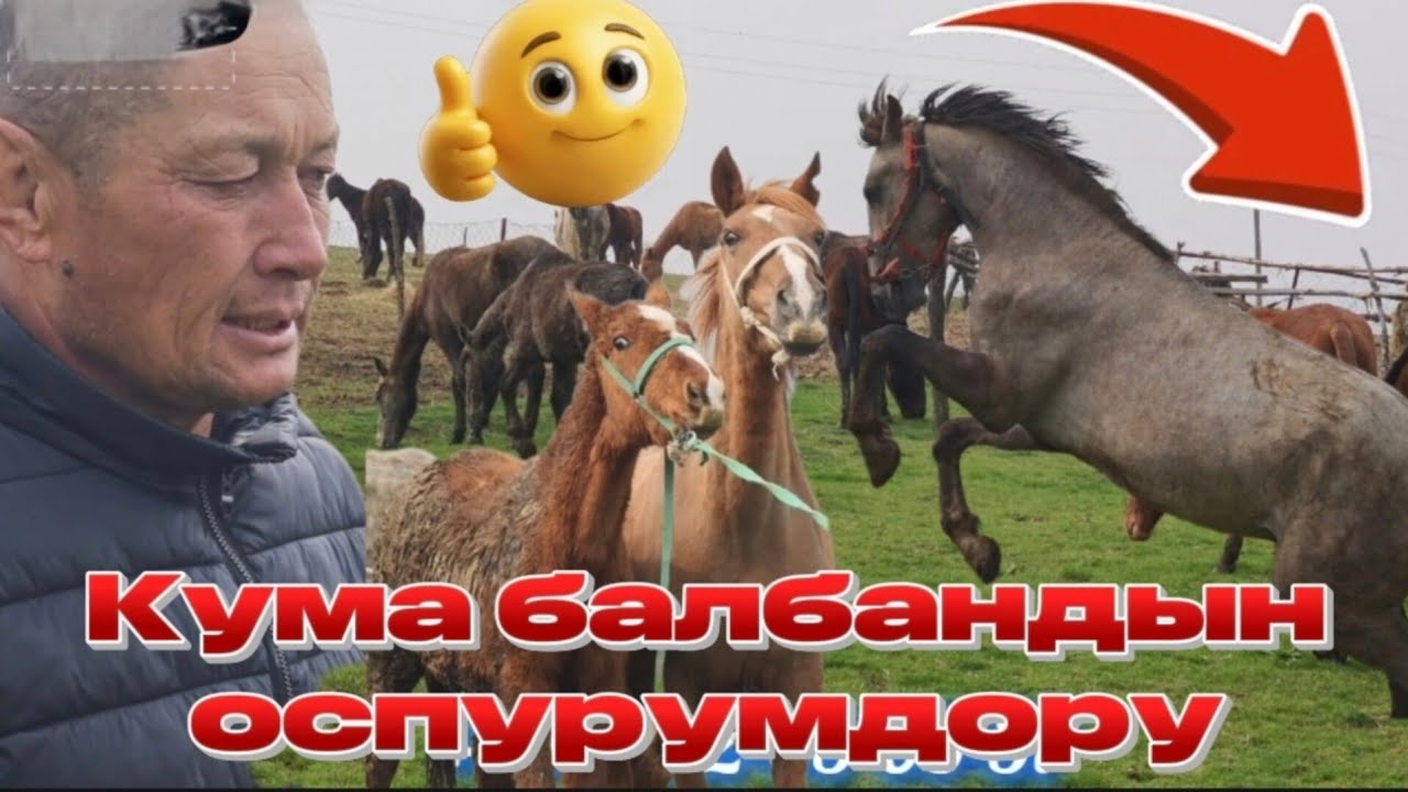 Кума балбан оспурумдорун чыгарды