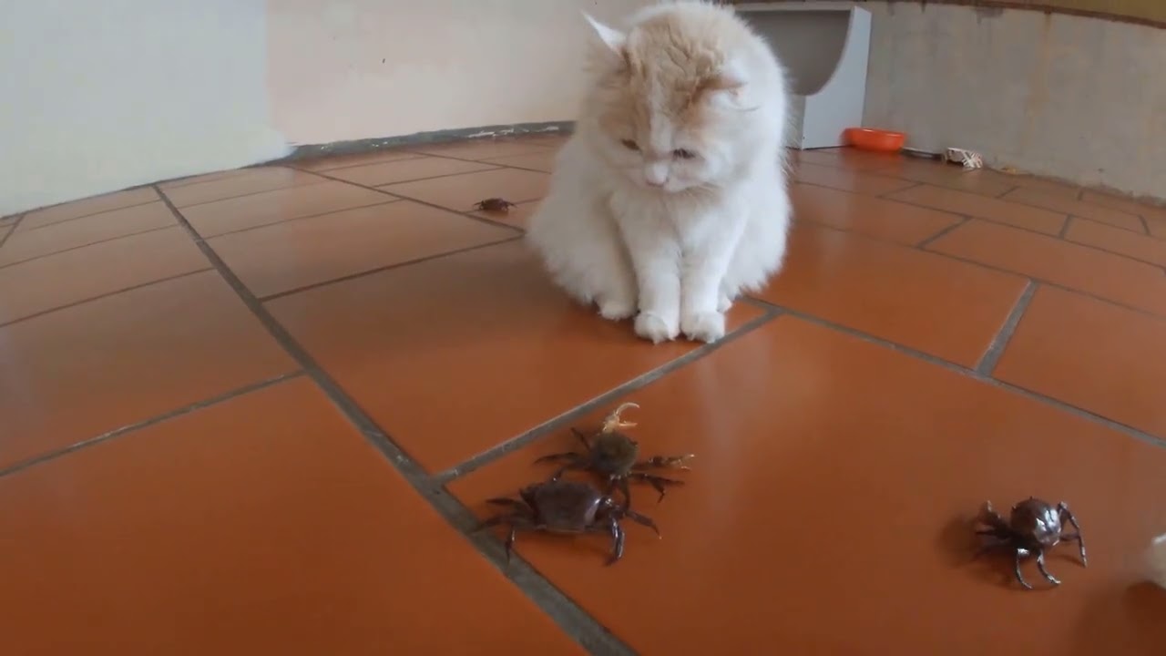 Funny Cat Reactions to Seeing Crabs for the First Time! | Meowing TV.