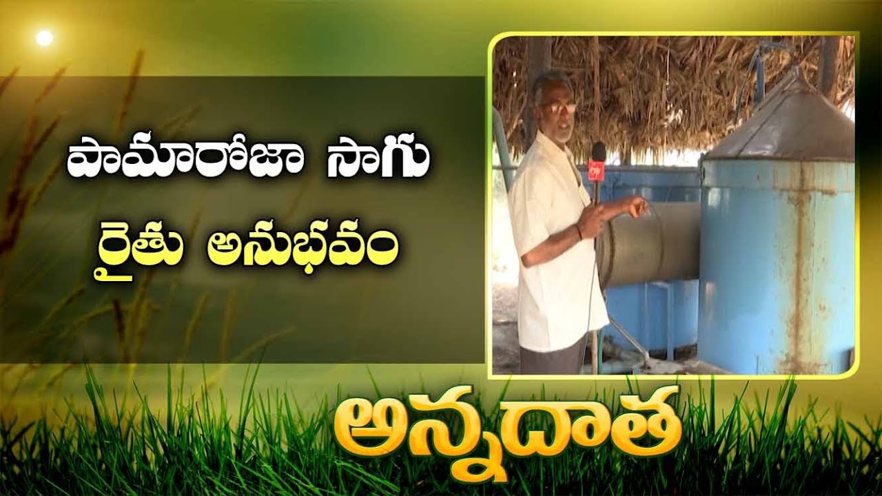 Palmaroja Proves to be Profitable | Experience Of Rangareddy Farmer || ETVAnnadata