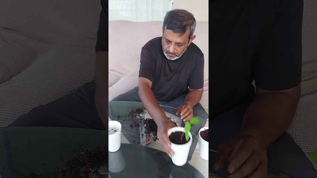 Growing jamun 