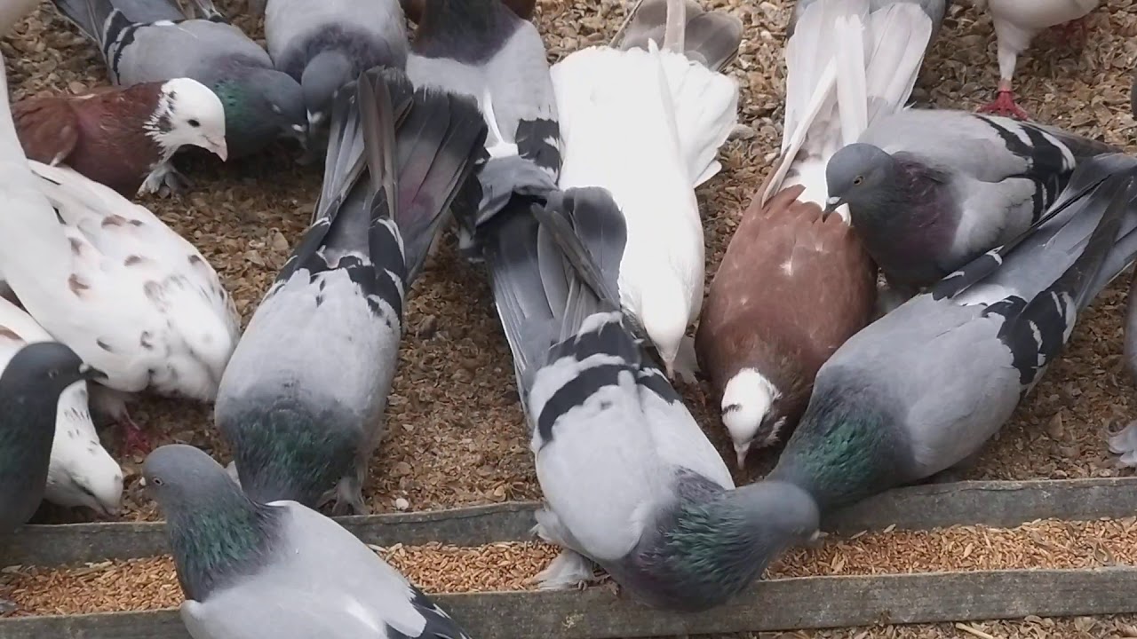 #BAKU #PIGEON   Бакинские сизые голуби Рзаева Самира в Баку.
