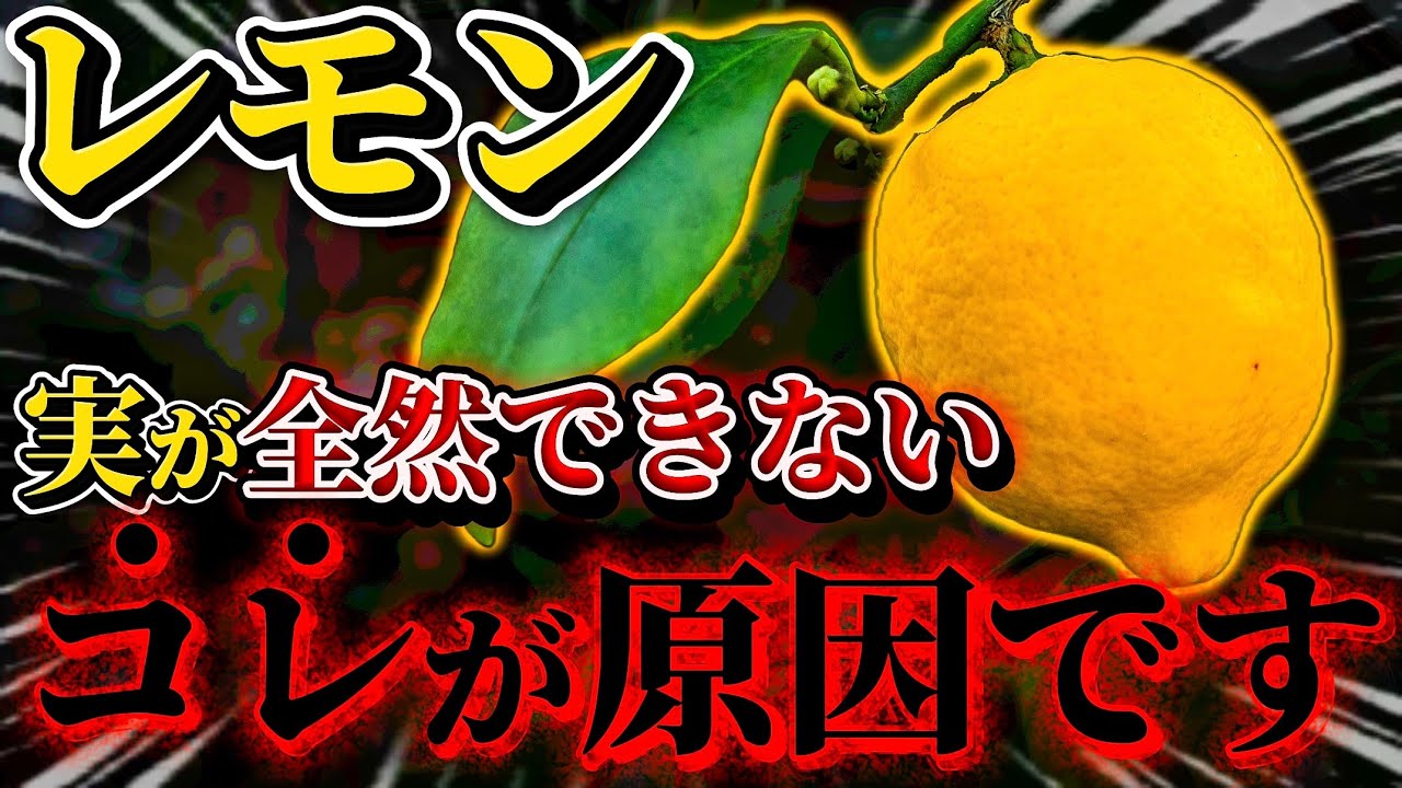 【レモン】実が出来ないのはコレが原因です。来年実をつける為に何をするべきなのか原因と対策について