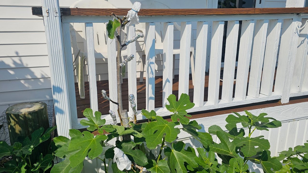 WHAT MAKES MY FIG TREES GROW SO MUCH?