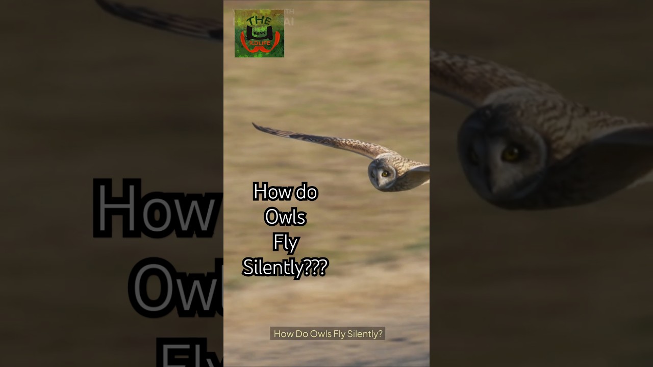 Animal Facts: How do Owls fly Silently??? Urban Wildlife documentary 