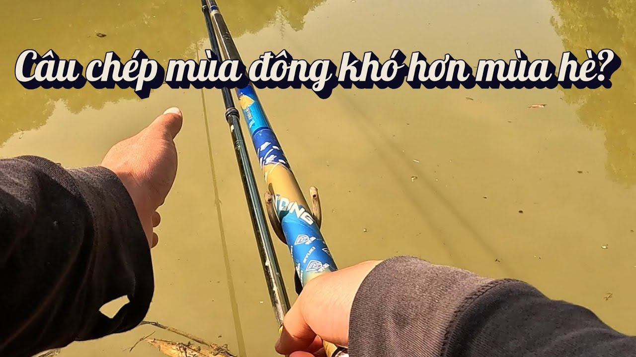 CÂU CÁ CHÉP MÙA ĐÔNG NGÀY NẮNG - TUOCGIANG