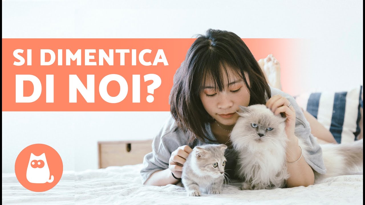 QUANTO TEMPO IMPIEGA UN GATTO NEL DIMENTICARE IL PROPRIETARIO? 🐱💔